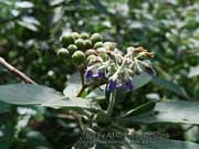 Flower Wild Tobacco Bush Solanum mauritianum