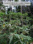 Wild Tobacco Bush Solanum mauritianum