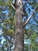 White Mahogany Eucalyptus acmenoides Bark