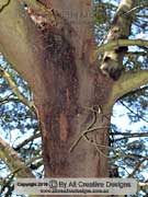 Bark of Acacia decurrens, Black Wattle