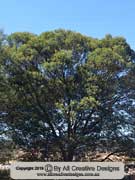 Acacia decurrens Black Wattle
