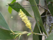 Flower Acacia disparrima
