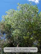 Candelabra Wattle Acacia holosericea