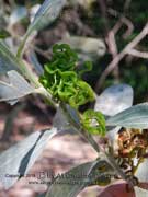 Candelabra Wattle Acacia holosericea Pods