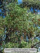 Acacia leiocalyx Early Flowering Black Wattle