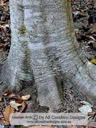 Bark of Atherton Oak Athertonia diversifolia