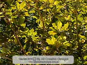 Atherton Oak Athertonia diversifolia Foliage