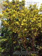 Atherton Oak Athertonia diversifolia