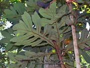 Leaves of Atherton Oak Athertonia diversifolia