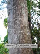 Bark of Australian Almond Terminalia muelleri