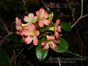 Flower Rhododendron lochiae