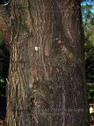 Bailey's Cypress Pine Bark Callitris baileyi