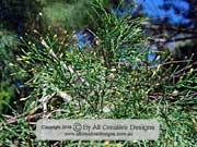 Bailey's Cypress Pine Callitris baileyi