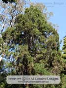 Bailey's Cypress Pine Callitris baileyi