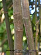 Bark Leea novoguineensis Bandicoot Berry