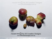 Leea novoguineensis Bandicoot Berry Fruit