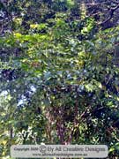 Leea novoguineensis Bandicoot Berry