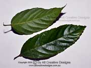 Leea novoguineensis Bandicoot Berry Leaflets