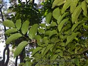 Leea novoguineensis Bandicoot Berry Leaves