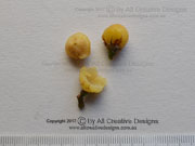 Beach Acronychia Fruit