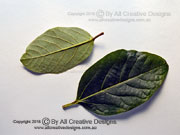 Beech Leaves Gmelina dalrympleana