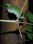 Black-leaved Socketwood Daphnandra melasmena branch