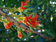 Flower Castanospermum australe