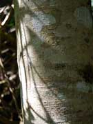 Black Bean Bark Castanospermum australe