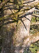 Bark Callitris endlicheri, Black Cypress Pine