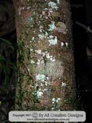 Bark of Black Muskheart Alangium villosum