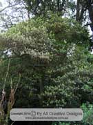 Black Olive Berry Elaeocarpus holopetalus