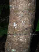 Black Plum Diospyros australis Bark