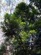 Black Plum Diospyros australis