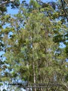 Black She-oak, Allocasuarina littoralis