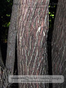 Black Tea-Tree Bark Melaleuca bracteata