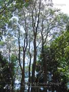 Black Tea-Tree Melaleuca bracteata