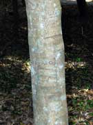 Black Walnut Bark Endiandra globosa