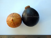 Black Walnut Fruit Endiandra globosa