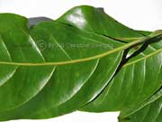 Black Walnut Endiandra globosa Leaves