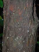 Callicoma serratifolia Bark Black Wattle