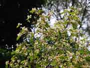 Callicoma serratifolia Flower Black Wattle