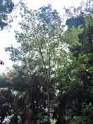 Callicoma serratifolia Black Wattle