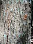 Blackwood Bark Acacia melanoxylon Sally Wattle