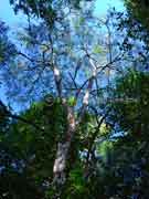 Blackwood Acacia melanoxylon Sally Wattle