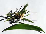 Blackwood Acacia melanoxylon Sally Wattle Leaves