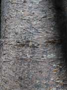 Blue Quandong Bark  Elaeocarpus grandis
