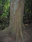 Blue Quandong Trunk Elaeocarpus grandis