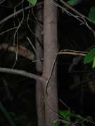 Elaeocarpus reticulatus Bark Blueberry Ash
