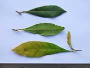 Elaeocarpus reticulatus Blueberry Ash Leaves