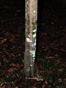 Brown Tuckeroo Cupaniopsis flagelliformis var.australis Bark